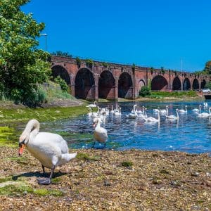 A,View,Of,Swans,Around,The,Railway,Viaduct,At,Fareham,