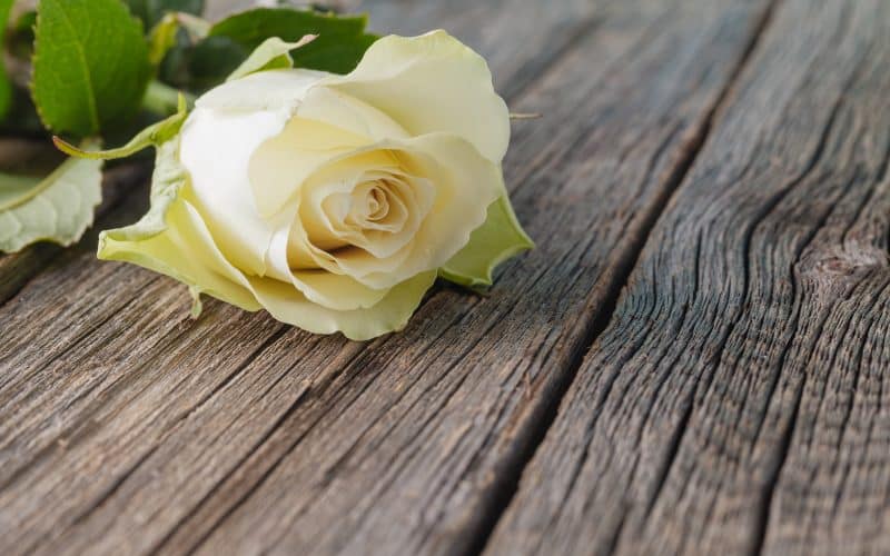 White,Rose,On,Wood,Rustic,Background