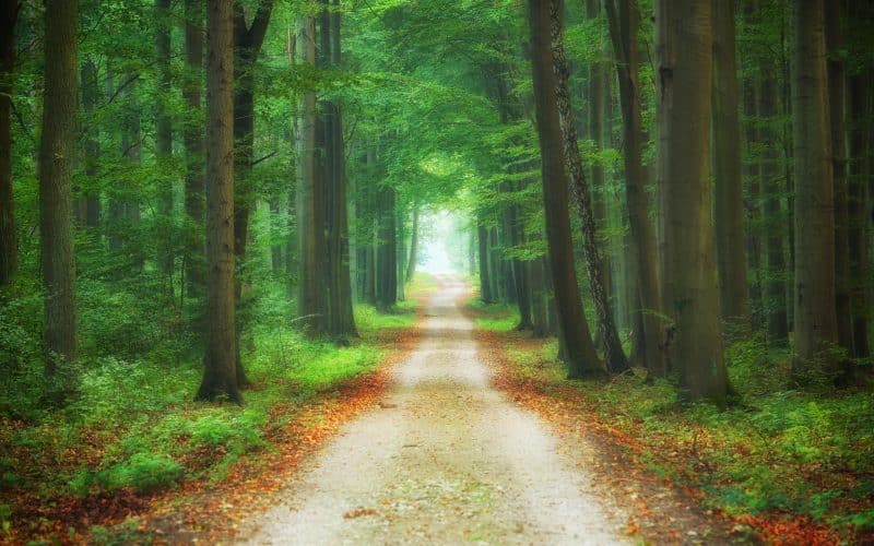 Beautiful,Morning,In,The,Forest