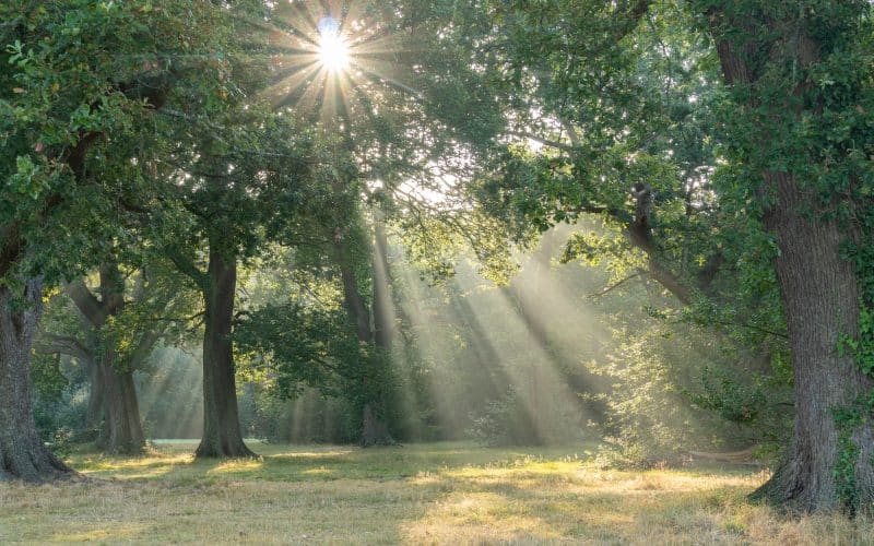 Rays,Of,Sunlight,On,Southampton,Common