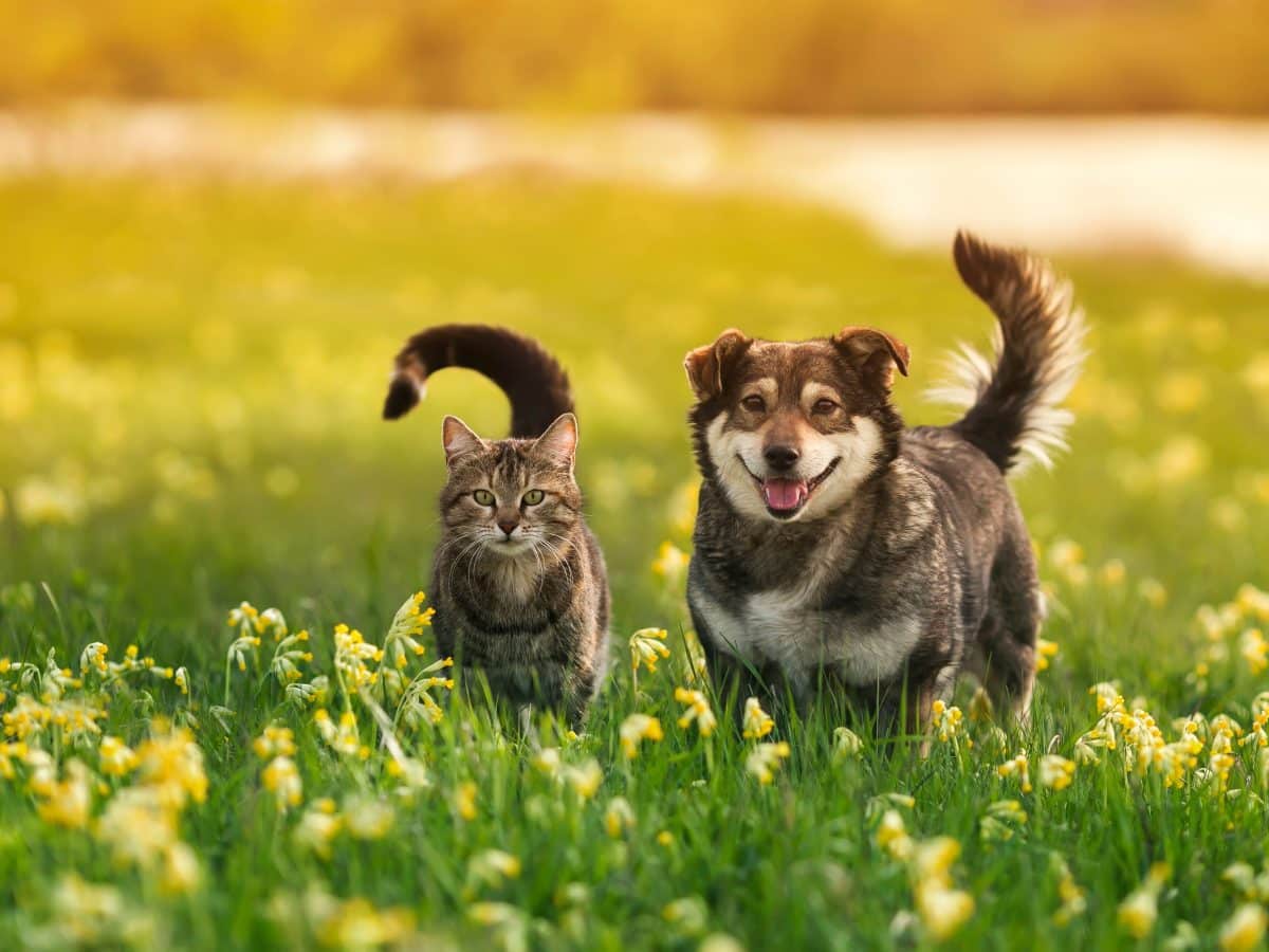 Two,Cute,Furry,Friends,Striped,Cat,And,Cheerful,Dog,Are