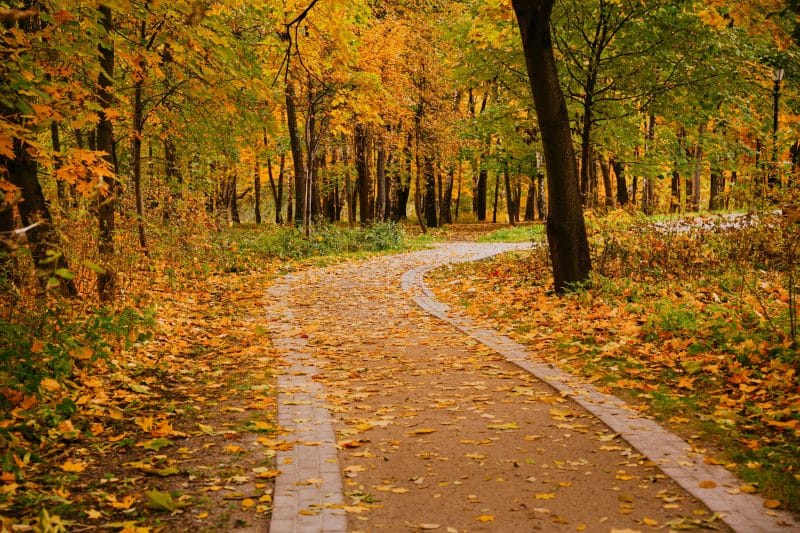 Curved,Pathway,Winds,Through,Forest,As,Golden,Maple,Leaves,Fall,