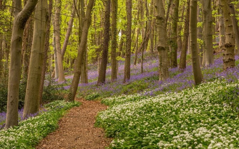 Amazing,Views,Of,The,Bluebells,And,Wild,Garlic,In,Bloom